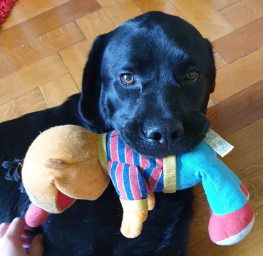 neuer Schüler, Labrador Yoshi
